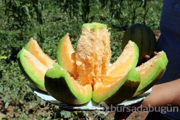 Yozgat'ta yetişiyor, şekli kavuna tadı muza benziyor
