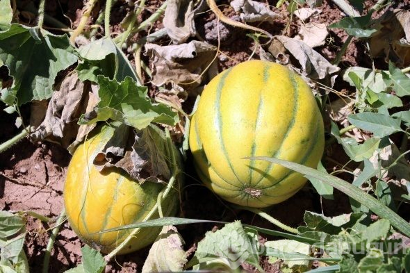 Yozgat'ta yetişiyor, şekli kavuna tadı muza benziyor
