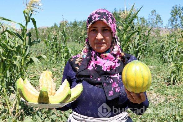 Yozgat'ta yetişiyor, şekli kavuna tadı muza benziyor
