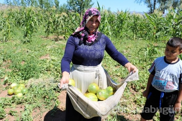Yozgat'ta yetişiyor, şekli kavuna tadı muza benziyor
