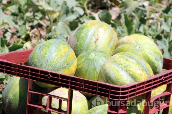Yozgat'ta yetişiyor, şekli kavuna tadı muza benziyor
