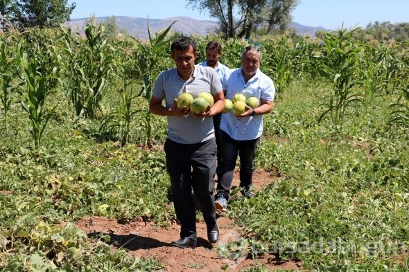 Yozgat'ta yetişiyor, şekli kavuna tadı muza benziyor
