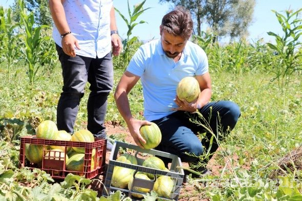 Yozgat'ta yetişiyor, şekli kavuna tadı muza benziyor
