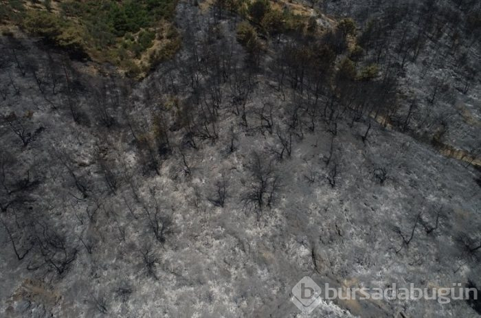 İzmir'deki orman yangınları 3. gününe girdi
