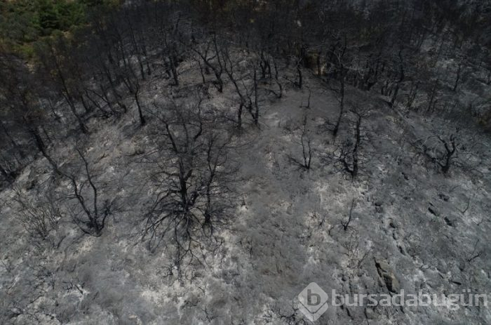 İzmir'deki orman yangınları 3. gününe girdi
