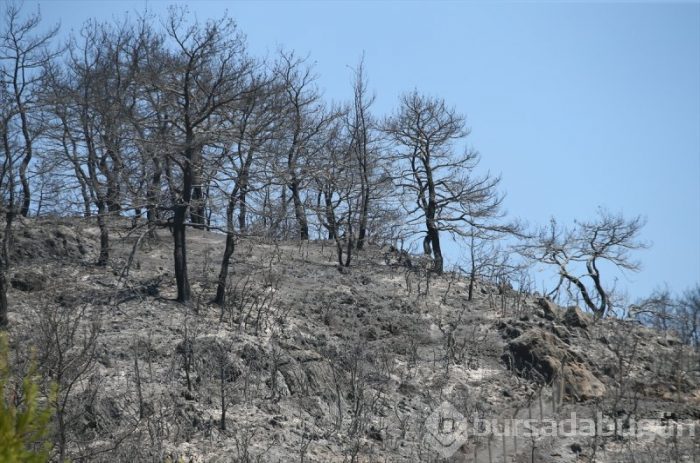 İzmir'deki orman yangınları 3. gününe girdi
