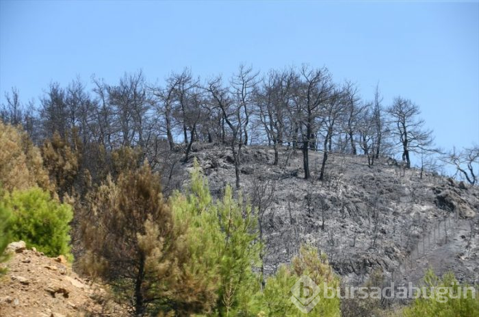 İzmir'deki orman yangınları 3. gününe girdi
