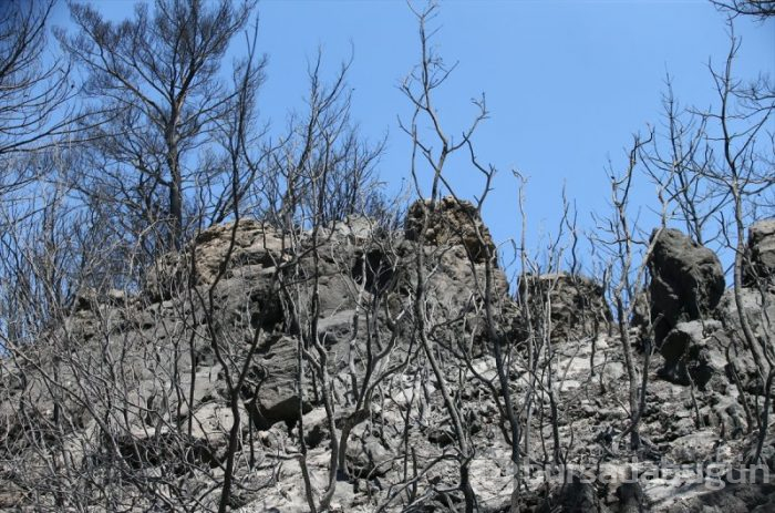 İzmir'deki orman yangınları 3. gününe girdi
