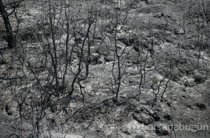 İzmir'deki orman yangınları 3. gününe girdi
