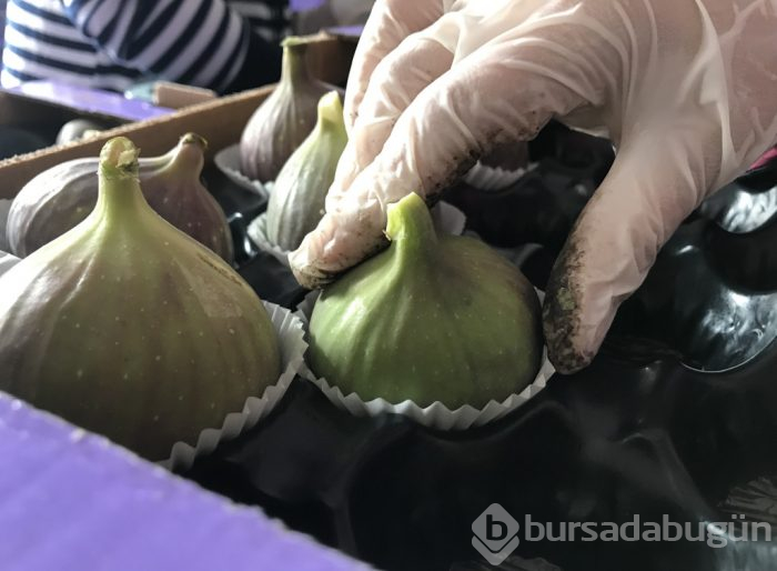 'Bursa'nın Kraliçesi' yüzleri güldürdü!
