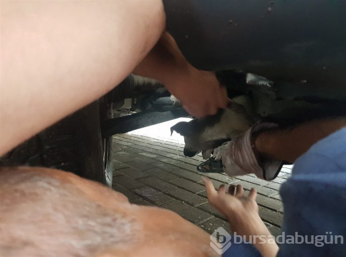 Bursa'nın kahraman itfaiyecisi! Yağmurda yarım saat uğraşıp kurtardı
