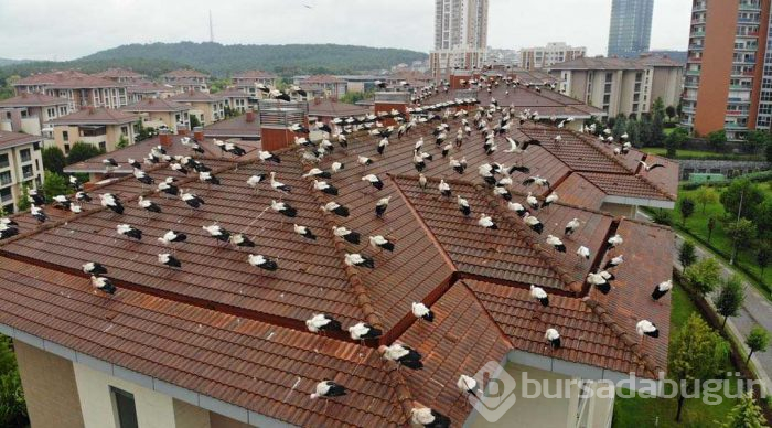 Leyleklerin göç molası! Havadan görüntülendiler
