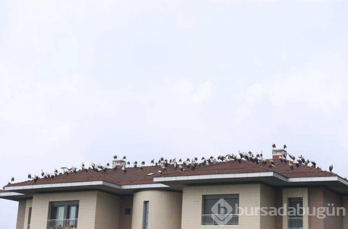Leyleklerin göç molası! Havadan görüntülendiler
