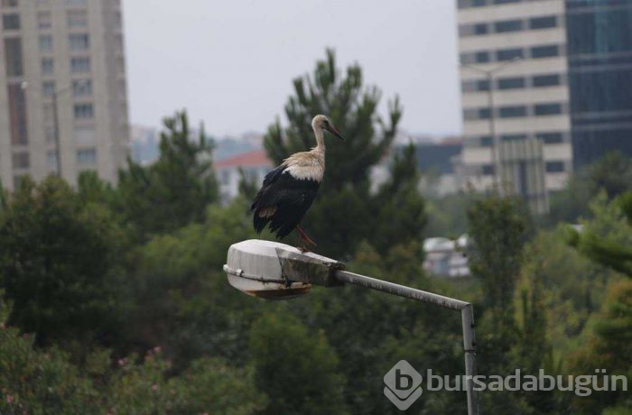 Leyleklerin göç molası! Havadan görüntülendiler