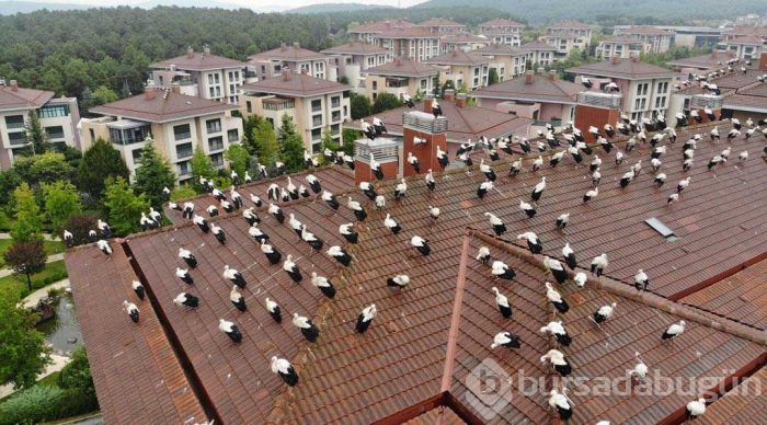 Leyleklerin göç molası! Havadan görüntülendiler