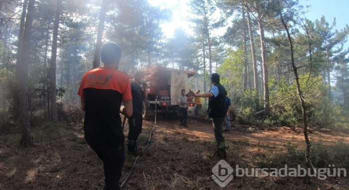 Bursa'da ciğerimiz yandı! 145 hektar alan kasıtlı yakılmış
