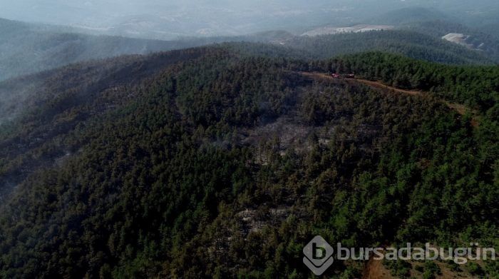 Bursa'da ciğerimiz yandı! 145 hektar alan kasıtlı yakılmış
