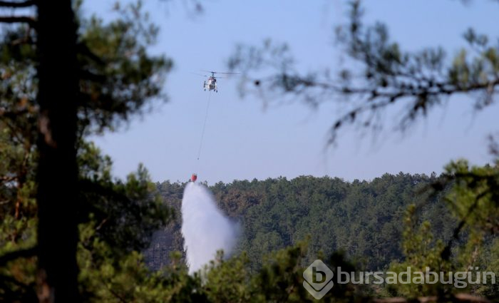 Bursa'da ciğerimiz yandı! 145 hektar alan kasıtlı yakılmış
