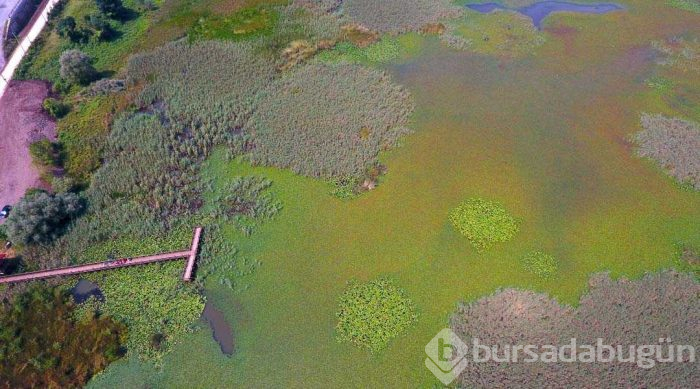 Abant Gölü'nden daha büyük olacak... Doğaseverleri büyülüyor