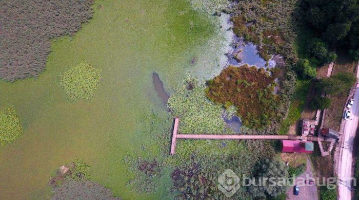 Abant Gölü'nden daha büyük olacak... Doğaseverleri büyülüyor