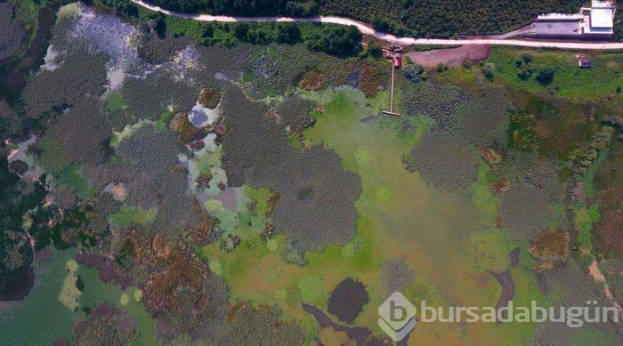 Abant Gölü'nden daha büyük olacak... Doğaseverleri büyülüyor