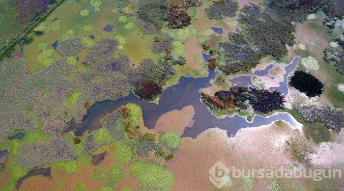Abant Gölü'nden daha büyük olacak... Doğaseverleri büyülüyor