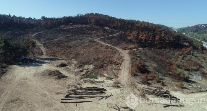 Bursa Mudanya'daki yanan ormanlık alanda yüzleri güldüren görüntü!
