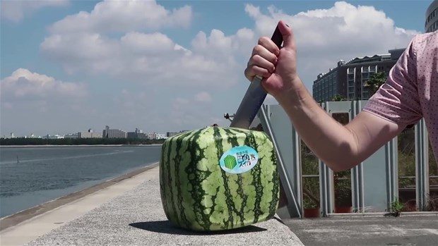 Kare karpuzun içinden bakın ne çıktı!