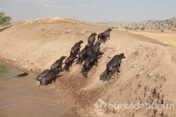 Burası Afrika değil, Ergani
