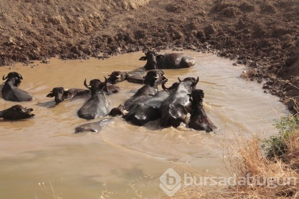 Burası Afrika değil, Ergani
