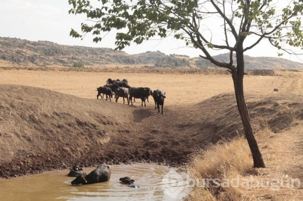 Burası Afrika değil, Ergani
