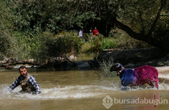 846. Sudan Koyun Geçirme Yarışması!
