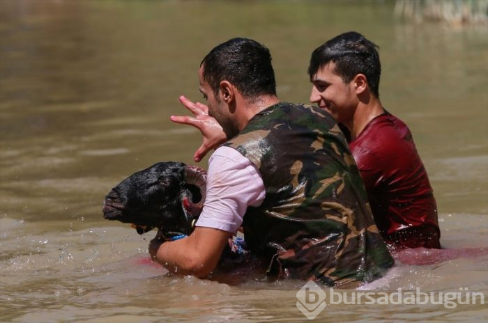 846. Sudan Koyun Geçirme Yarışması!