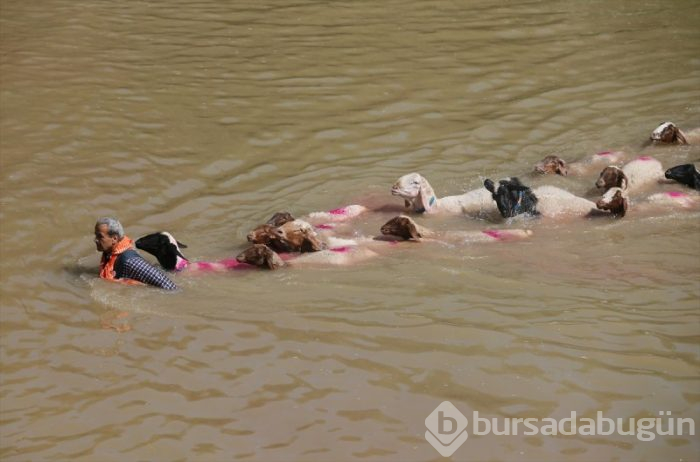 846. Sudan Koyun Geçirme Yarışması!