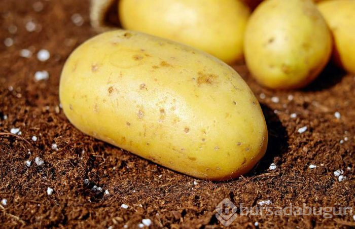 Milyonlarca insan her gün bilmeden yiyor! Meğer içinde hazine saklıymış
