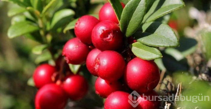 Milyonlarca insan her gün bilmeden yiyor! Meğer içinde hazine saklıymış
