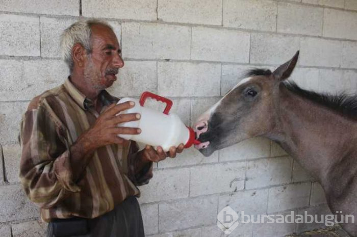 Annesi ölen tayı biberonla besliyor

