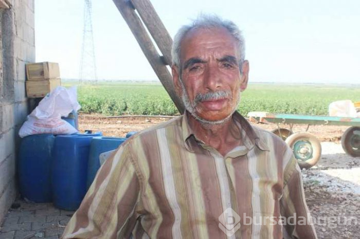 Annesi ölen tayı biberonla besliyor
