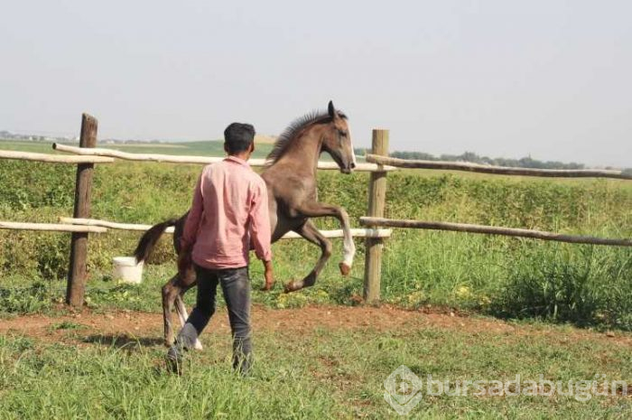 Annesi ölen tayı biberonla besliyor

