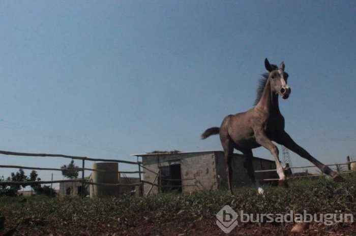 Annesi ölen tayı biberonla besliyor

