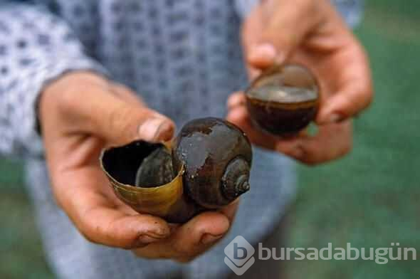 Dünyanın en ölümcül canlıları

