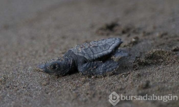 Kaş'ın maskotu caretta
