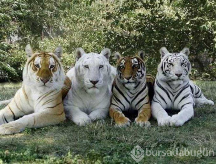 Günün en çok paylaşılan fotoğrafları (29.08.2019)