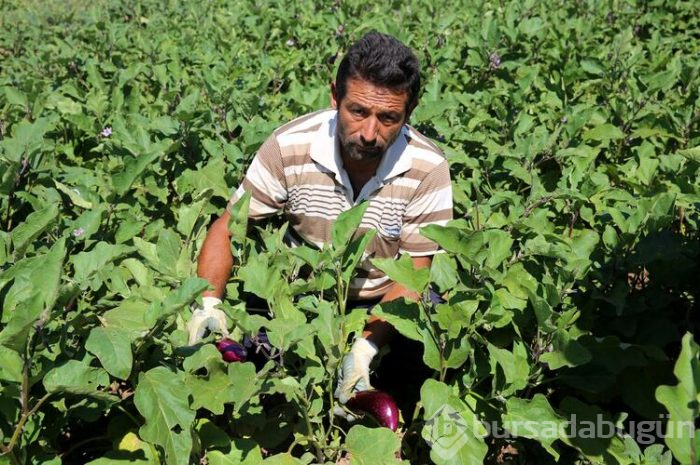 Bu köyden alıp çevredeki şehirlere ve yurt dışına götürüyorlar! 600 yıllık bir lezzet