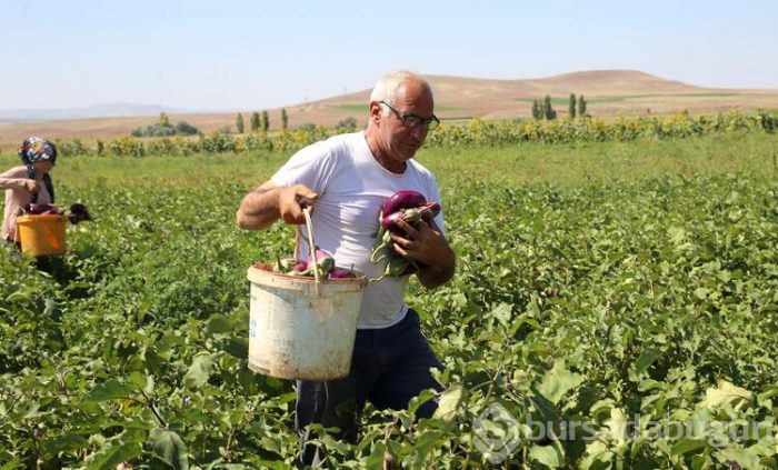 Bu köyden alıp çevredeki şehirlere ve yurt dışına götürüyorlar! 600 yıllık bir lezzet
