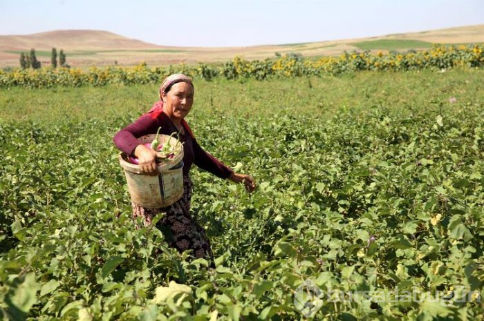 Bu köyden alıp çevredeki şehirlere ve yurt dışına götürüyorlar! 600 yıllık bir lezzet