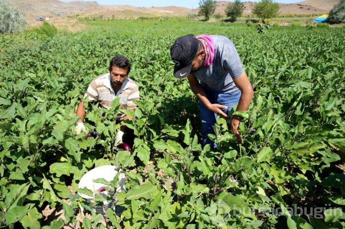 Bu köyden alıp çevredeki şehirlere ve yurt dışına götürüyorlar! 600 yıllık bir lezzet