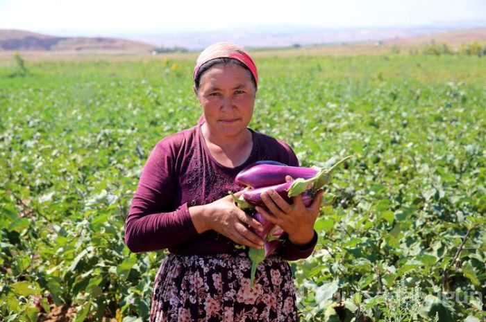 Bu köyden alıp çevredeki şehirlere ve yurt dışına götürüyorlar! 600 yıllık bir lezzet