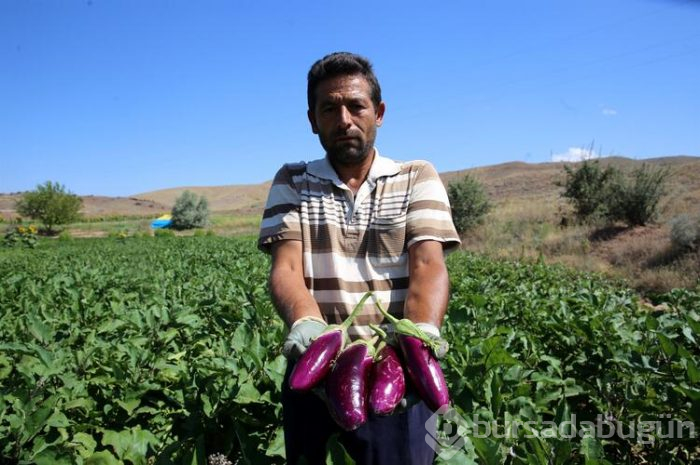 Bu köyden alıp çevredeki şehirlere ve yurt dışına götürüyorlar! 600 yıllık bir lezzet
