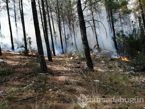 Kaş'ta orman yangını